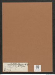 Navicula margaritifera Truan et Witt. (de-Toni-Nr.: Genus 1, Species 704) Zeichnungen Sammlung Grunow Mappe 00584 (Herbarium_W_Grunow_drawings_Folder_00584)